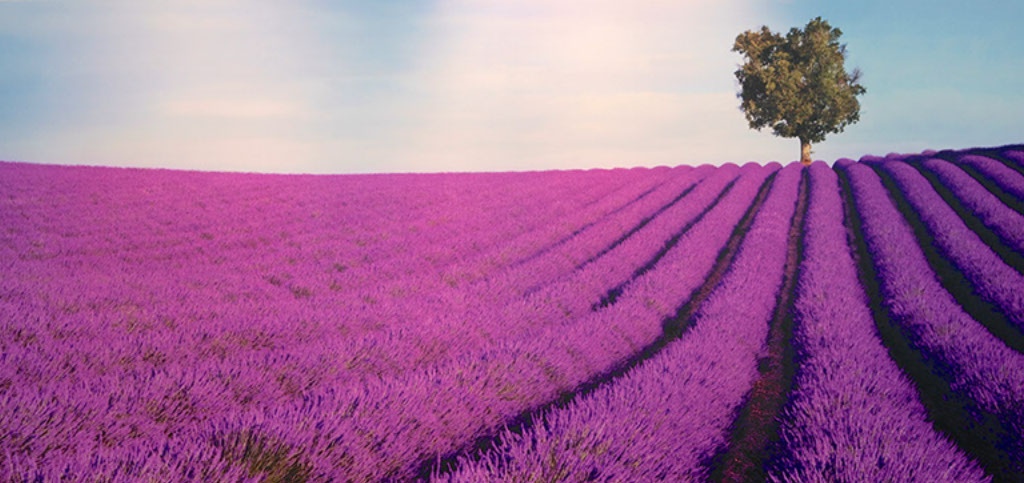 Leuchtend violettes Lavendel-Feld, das in ordentliche Reihen unterteilt ist, am Horizint steht ein einzelner Baum vor blauem Himmel.